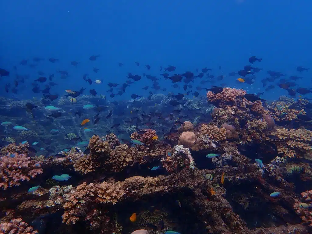 Coral reef restoration site in Amed Bali with diverse marine life and healthy reef ecosystem