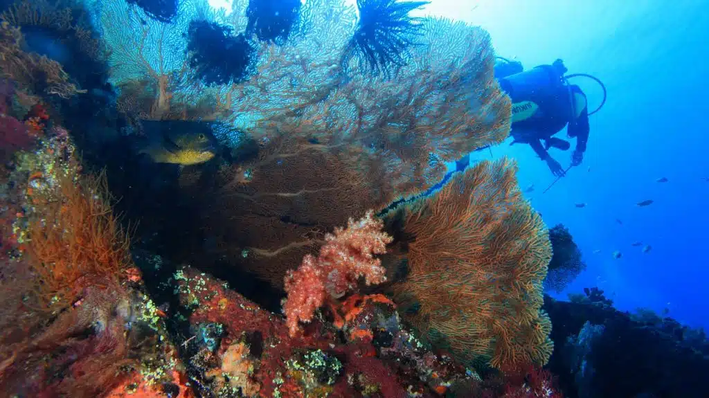 Scuba diver exploring coral reef in Amed Bali, colourful marine life at local dive site