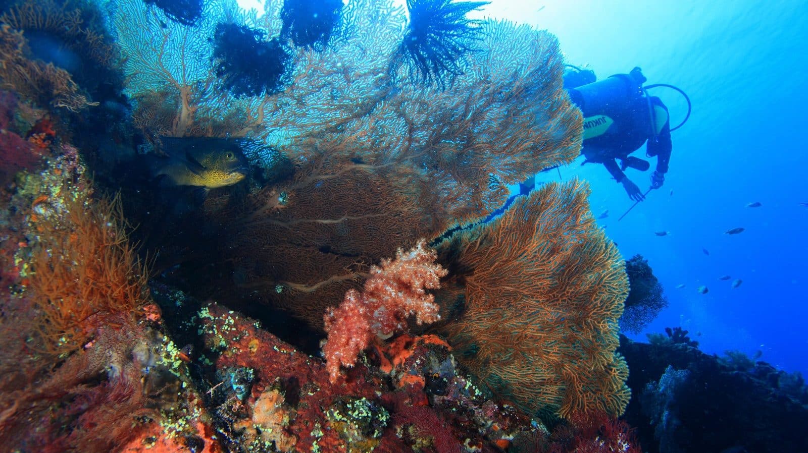 Scuba diver exploring coral reef in Amed Bali, colourful marine life at local dive site