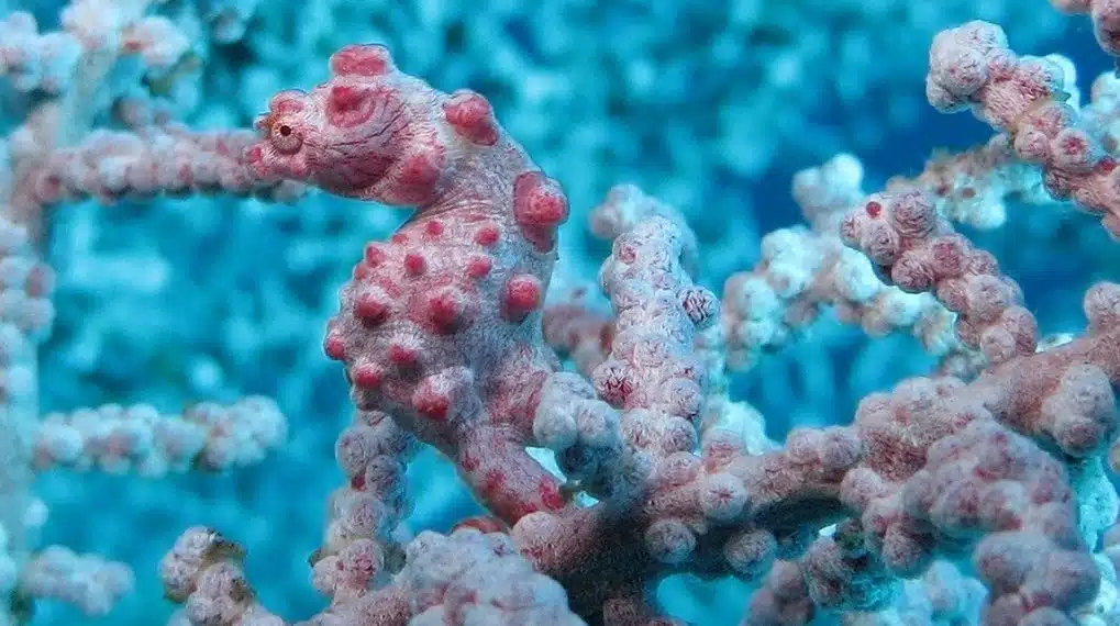 Macro coral detail in Amed Bali dive site with colourful reef textures and marine life