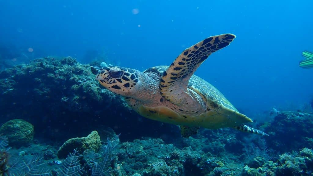 amed tulamben sea turtle