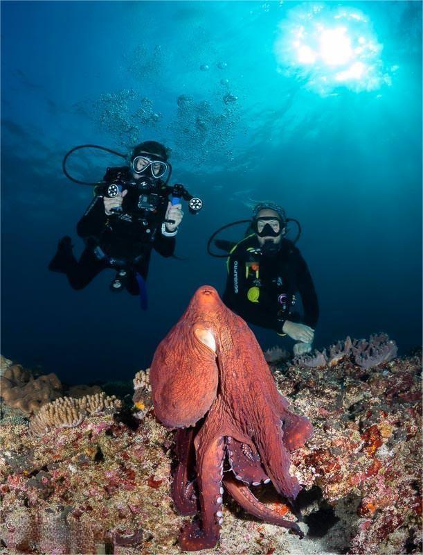 divers observing an octopus