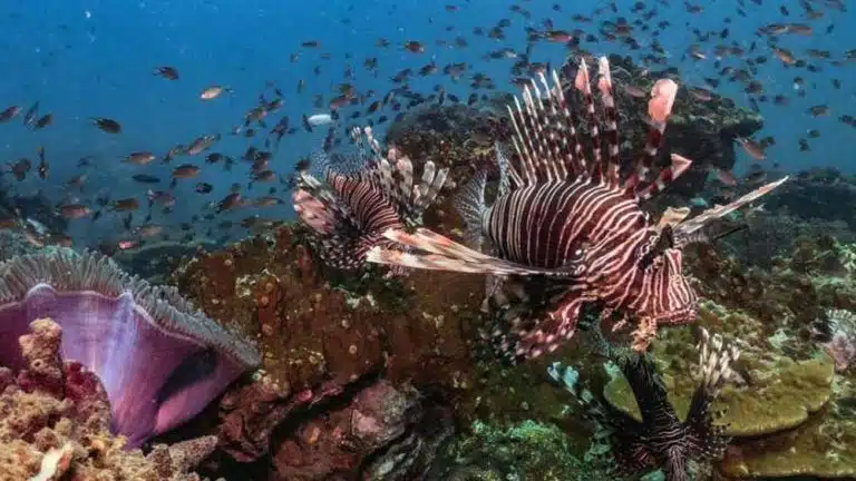 Lionfish in Amed Bali coral reef, tropical marine life at popular dive site