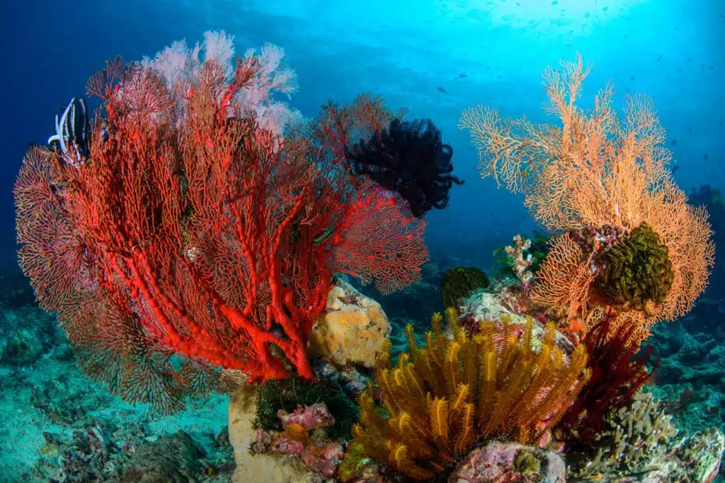 Colourful coral reef in Amed Bali with vibrant soft corals and tropical marine life