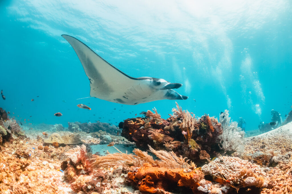 Manta ray gliding over a coral reef in the clear waters of Nusa Penida, Bali