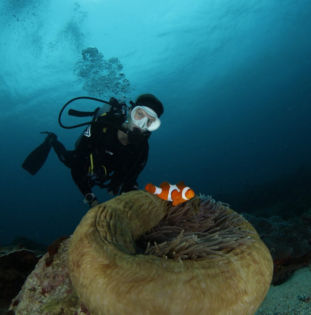 Scuba diver observing a clownfish swimming in a sea anemone on a coral reef in Bali, with clear blue water and bubbles rising above, taken while diving in Amed or Nusa Penida.