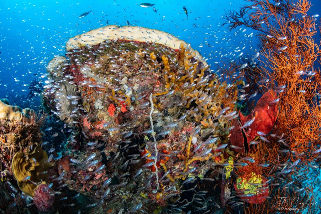 Colourful coral reef with schools of tropical fish while scuba diving in Nusa Penida, Bali