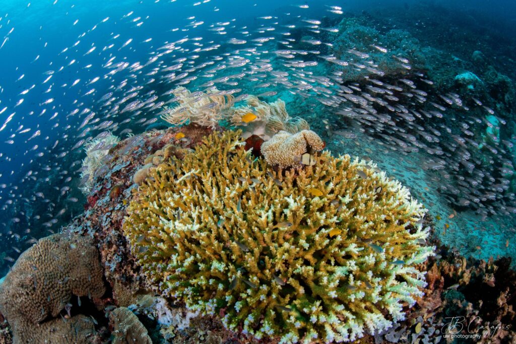 School of reef fish swirling above a vibrant coral reef in the clear waters of Nusa Penida