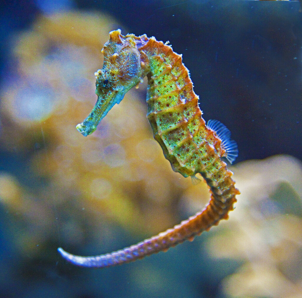 Green, red and blue seahorse underwater during a scuba dive in Amed