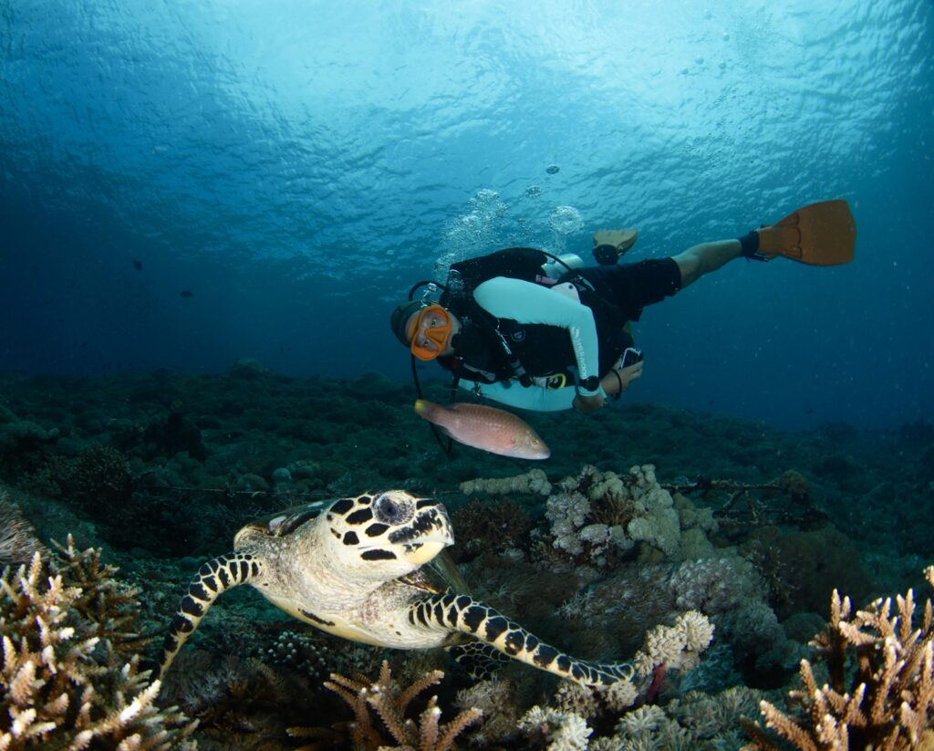 Scuba Diver in Nusa Penida with a turtle and coral