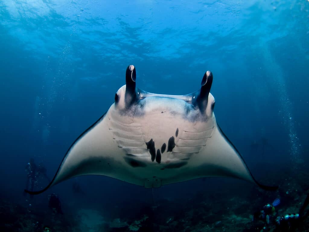 Giant manta ray gliding underwater above scuba divers in Nusa Penida, Bali