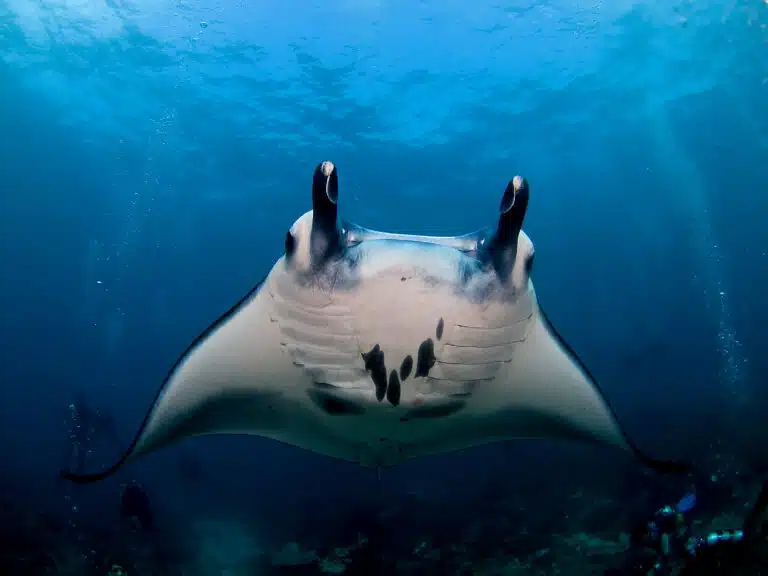 Pengalaman menyelam scuba Manta Ray di Nusa Penida Bali Indonesia