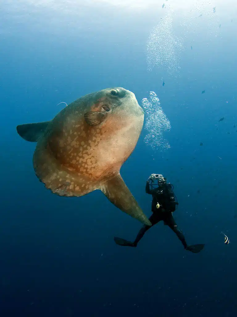Oceanic sunfish (Mola mola) encounter while scuba diving in Nusa Penida, Bali