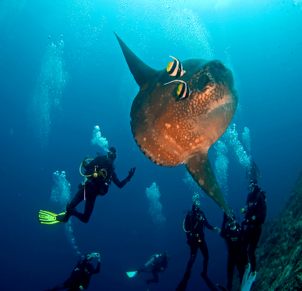 Scuba diving with an oceanic sunfish (Mola mola) in Nusa Penida, Bali, surrounded by divers