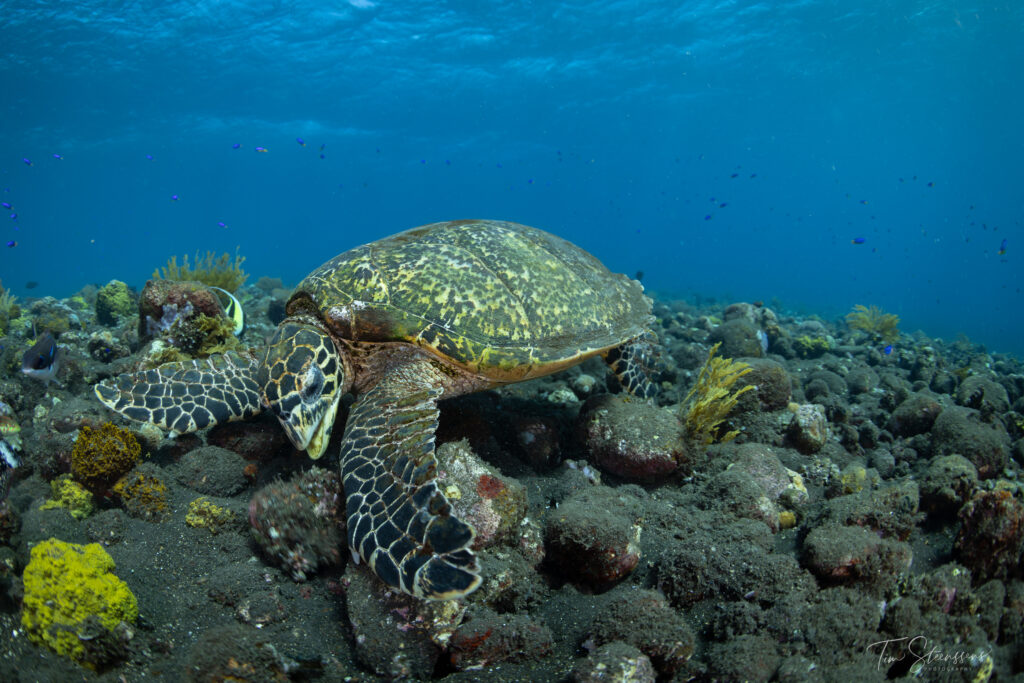 Turtle In Amed on black sand with rocks