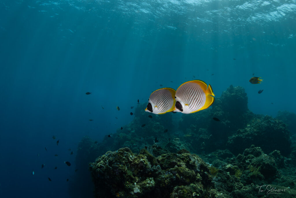 Pair of butterflyfish swimming above a coral reef in clear blue water at Nusa Penida