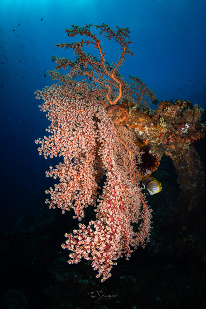 Colourful sea fan coral growing on a reef wall in Bali with tropical fish swimming nearby