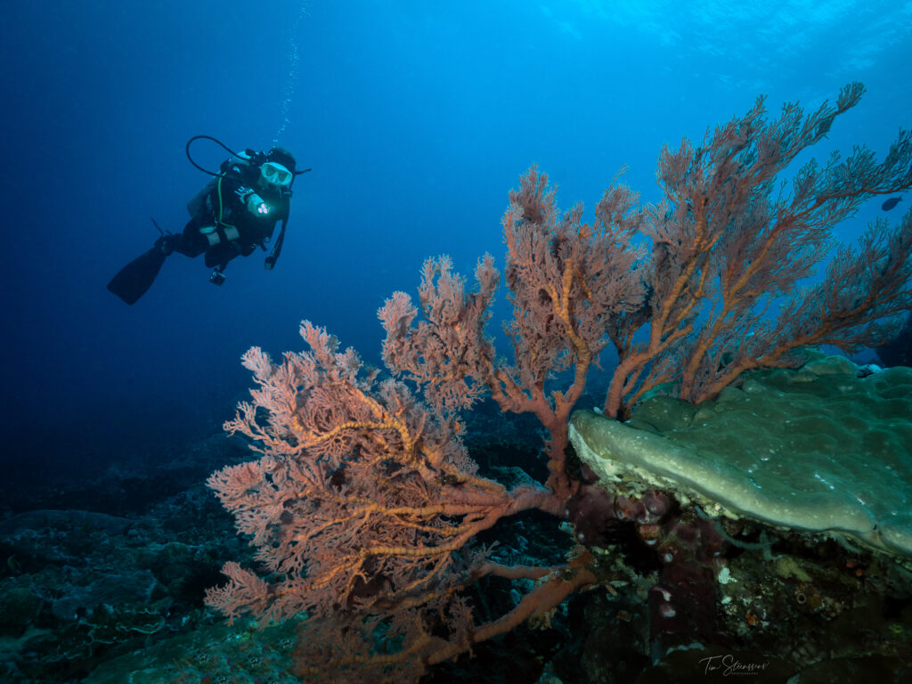 Scuba diver swimming alongside colourful soft coral on a coral reef in Bali, Indonesia