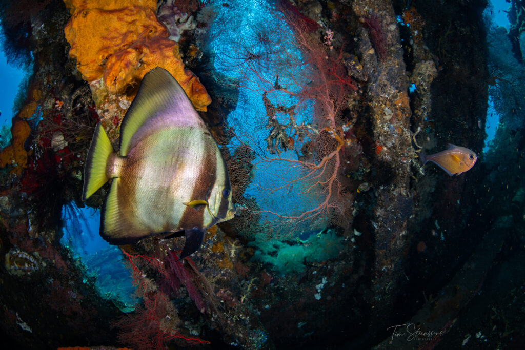 Batfish inside the USAT Liberty Shipwreck in Tulamben, East Bali, a famous wreck dive site known for vibrant coral and marine life