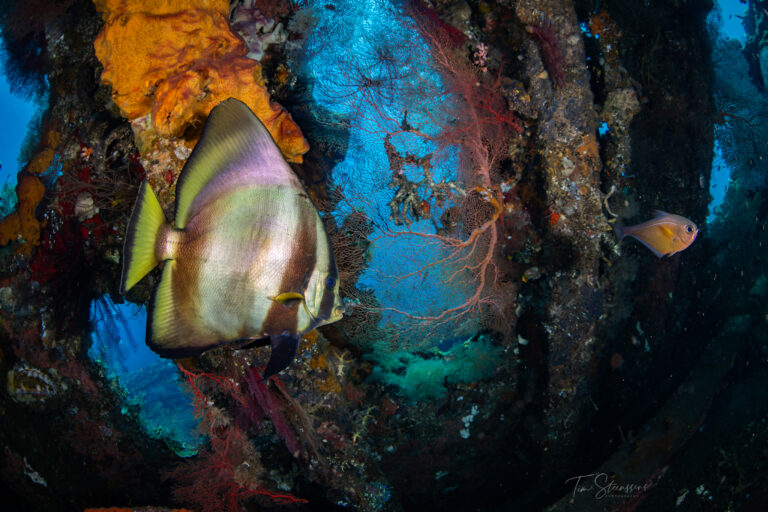 Batfish swimming around the USAT Liberty Shipwreck dive site in Tulamben Bali