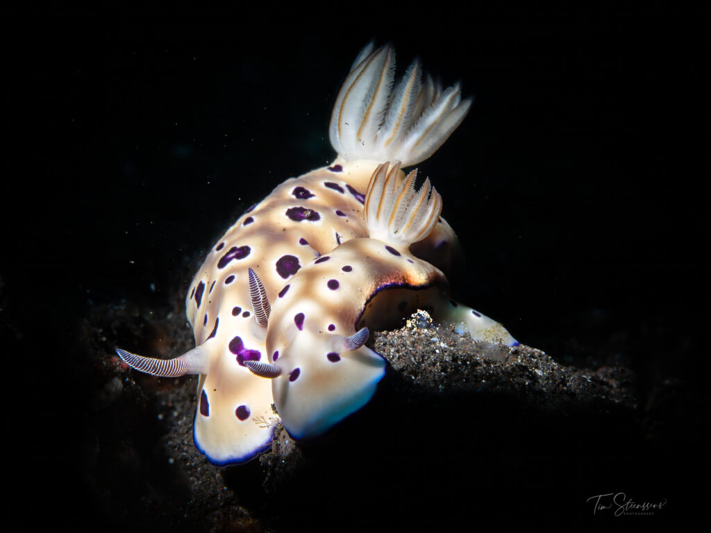 Close-up macro photograph of a colourful nudibranch (sea slug) resting on dark sand in Bali, showing detailed patterns and delicate gills, commonly found on dive sites in Amed and Nusa Penida.