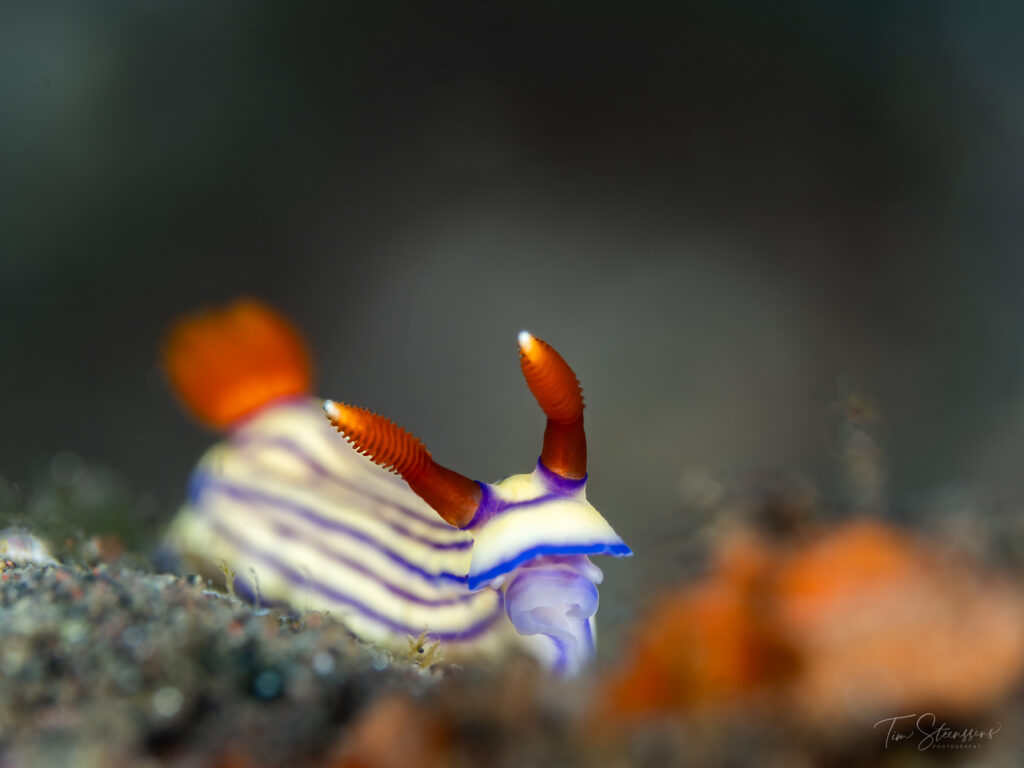 Colorful nudibranch macro photography during scuba diving in Bali