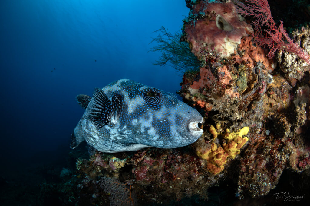 Close-up of a pufferfish resting on a coral reef in deep blue water at Nusa Penida