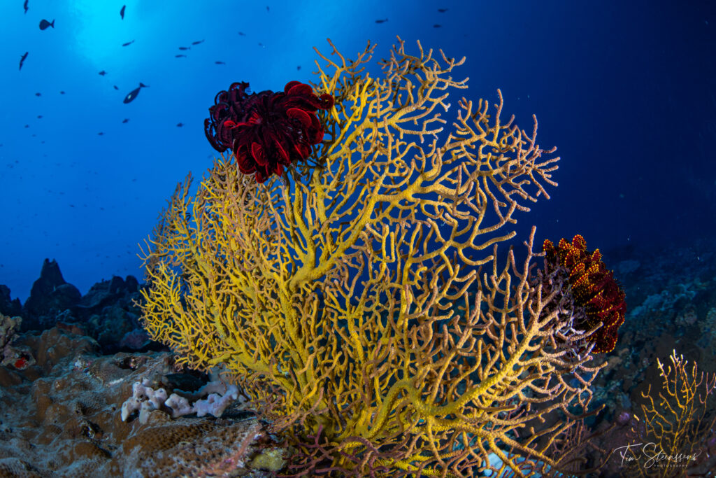 Fan Coral on Reef in Bali with fish and soft coral