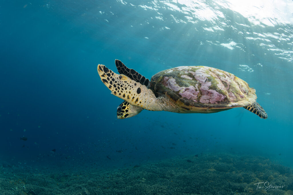 Green sea turtle swimming gracefully over a coral reef in clear blue waters of Nusa Penida, Bali