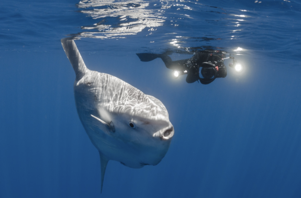 Mola Mola and photographer at the surface. The diver is taking a picture of the Mola Mola fish with a large diving camera and lights