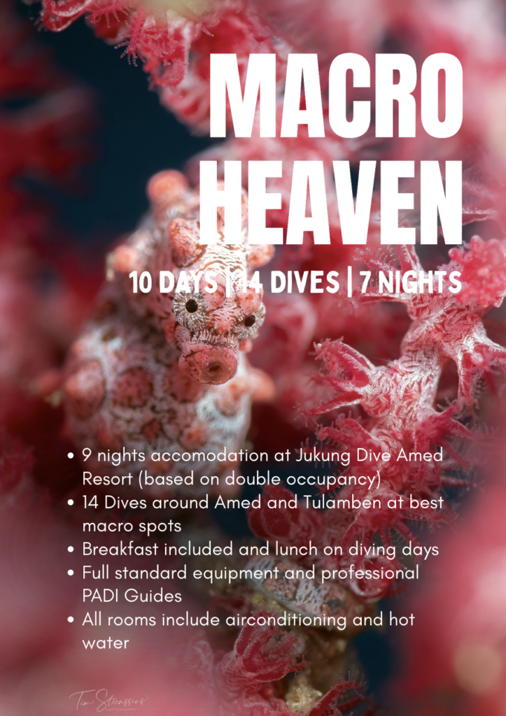 amed macro heaven diving package