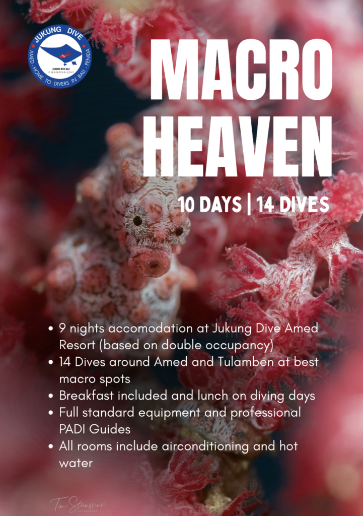 amed macro heaven diving package