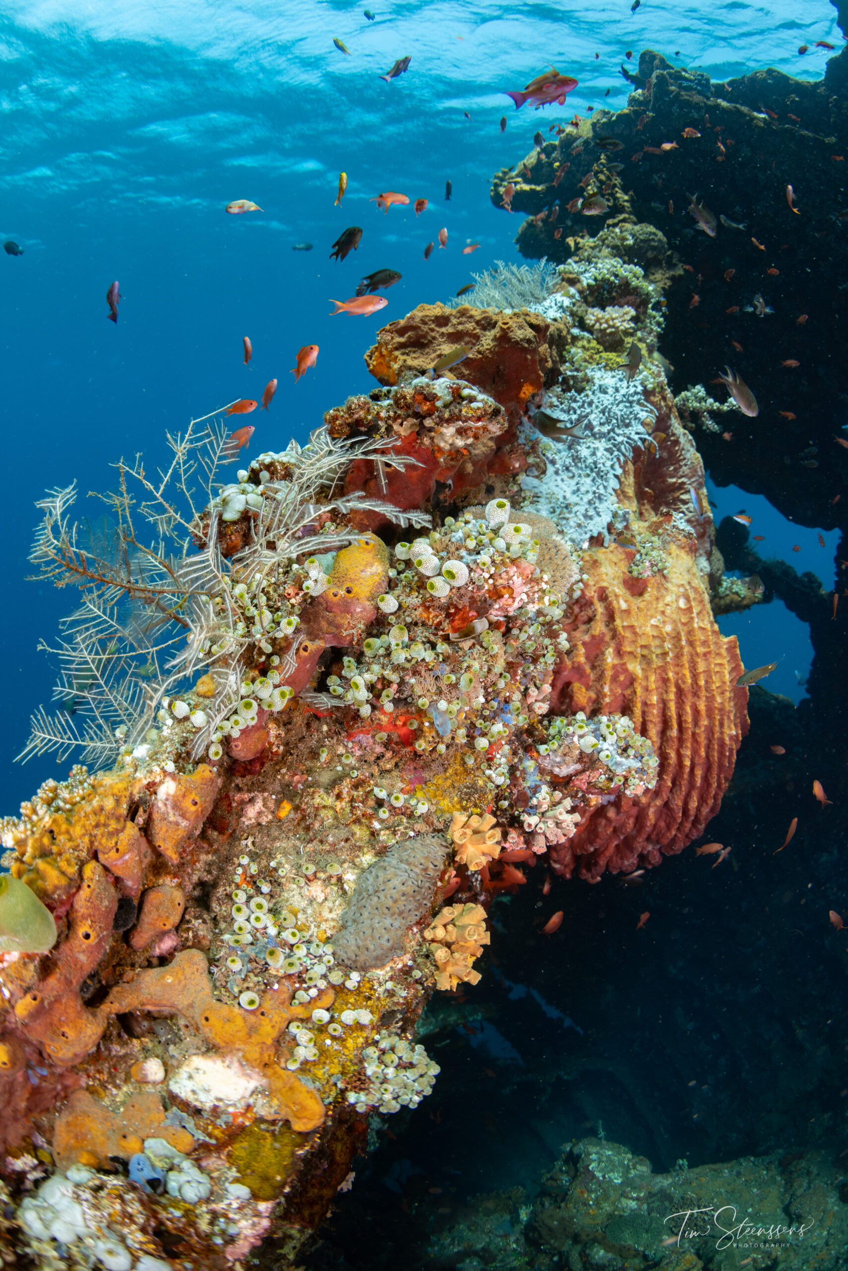 Colourful coral growing on the famous USAT Liberty Shipwreck in Amed, Bali, one of Indonesia's best scuba diving and underwater photography dive sites.