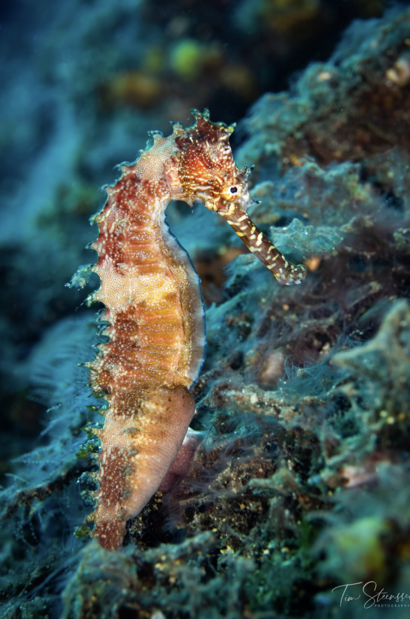 Seahorse resting on a coral reef in Amed, Bali, highlighting the incredible macro marine life found at East Bali's world-famous scuba diving sites.