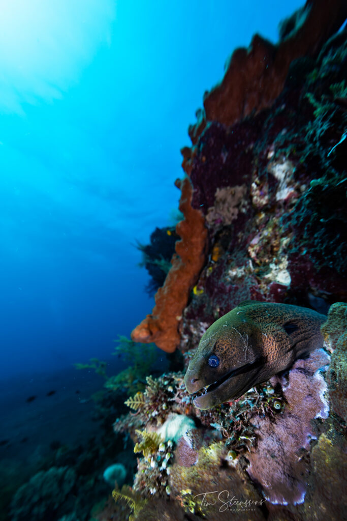 Healthy coral reef at a famous dive site in Nusa Penida, Bali, showcasing crystal-clear waters, thriving marine biodiversity, and world-class scuba diving.