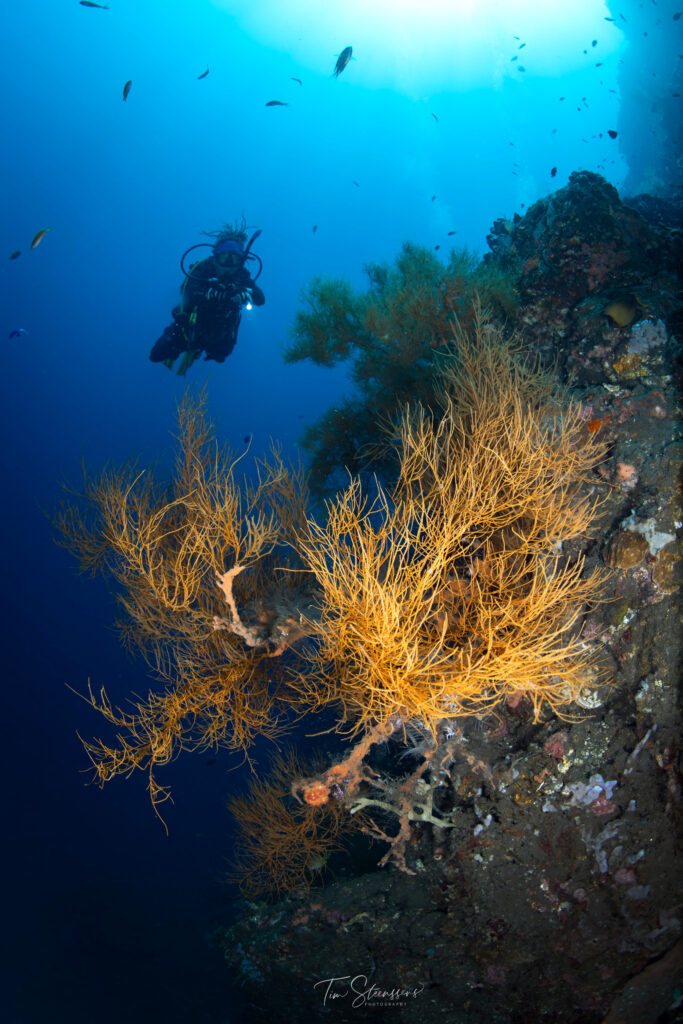Scuba diver exploring vibrant coral reefs in Nusa Penida, Bali, home to world-class drift dives, colourful marine life, and unforgettable underwater adventures.