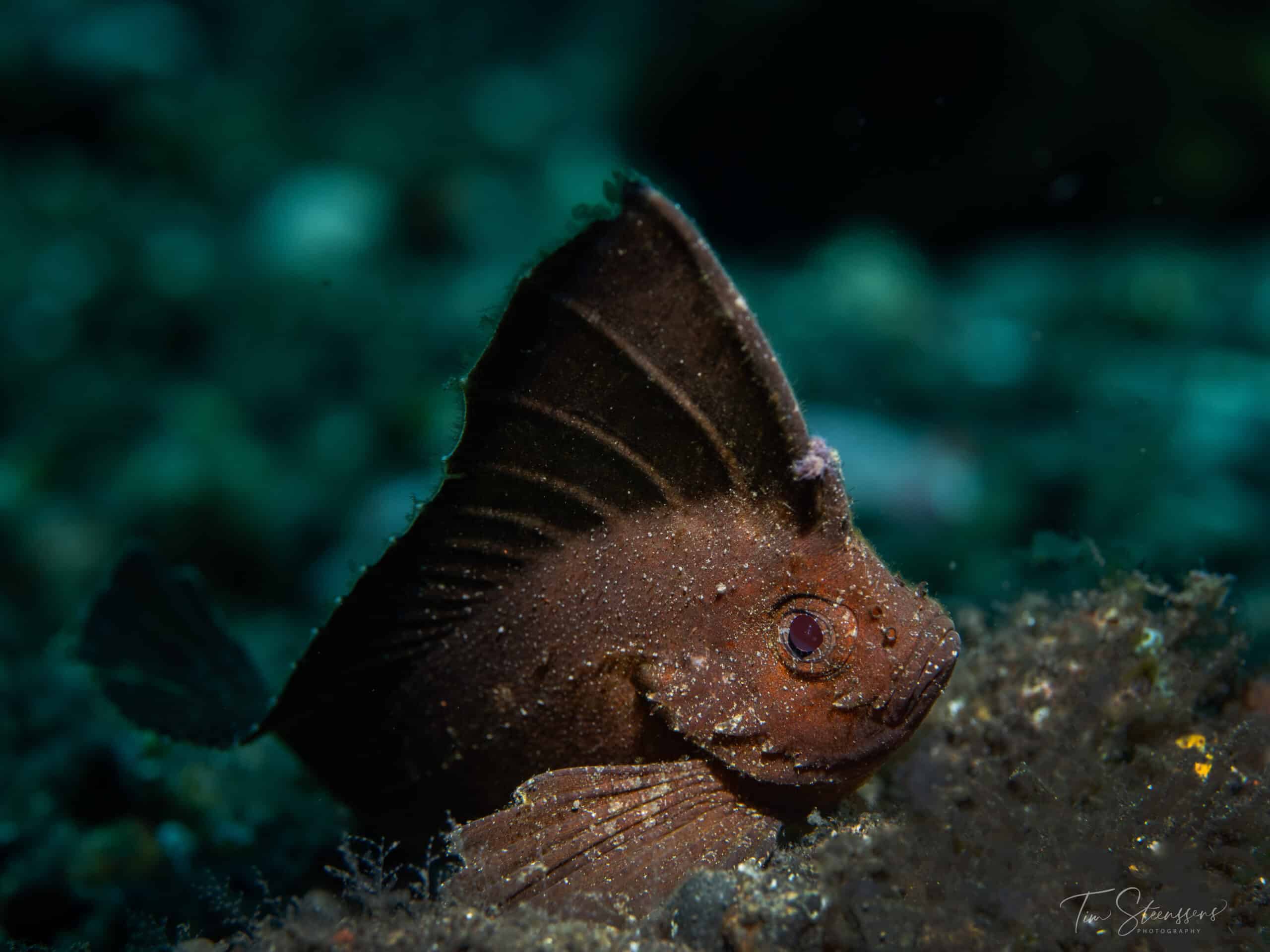 Leaf scorpionfish on a Bali reef, featured in Jukung Dive custom dive package experiences