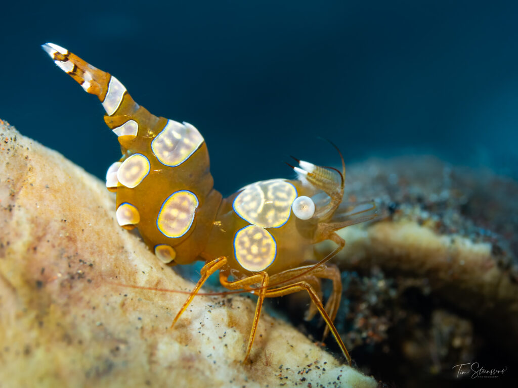 Harlequin shrimp photographed during a macro dive in Amed, Bali, showcasing the incredible marine biodiversity found at East Bali's world-class scuba diving sites.