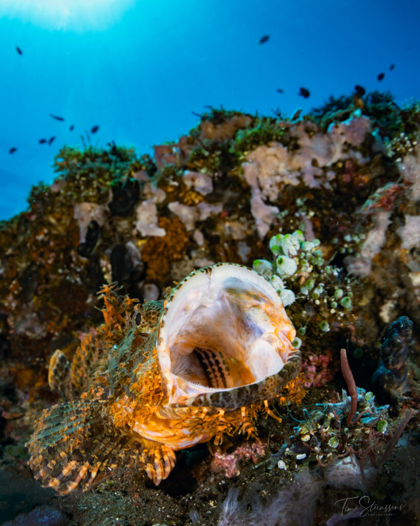 Crocodile fish resting on a coral reef during a scuba dive in Amed, Bali, highlighting the exceptional macro marine life found at East Bali's famous dive sites.