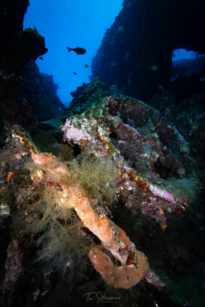 Healthy coral reef at a world-class dive site in Amed and Tulamben, Bali, home to vibrant marine life, reef fish, and unforgettable scuba diving adventures.