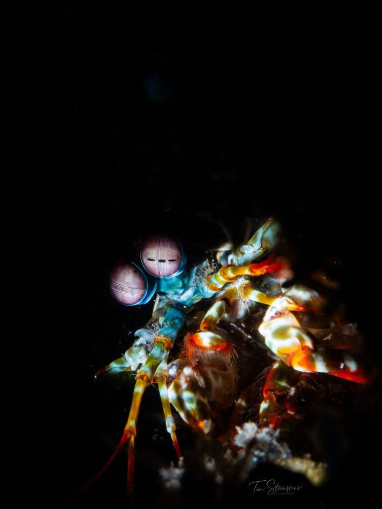 Close-up macro photograph of a peacock mantis shrimp (Odontodactylus scyllarus) during a night dive in Bali, Indonesia, showcasing its vibrant colours, striking eyes, and incredible underwater marine biodiversity.