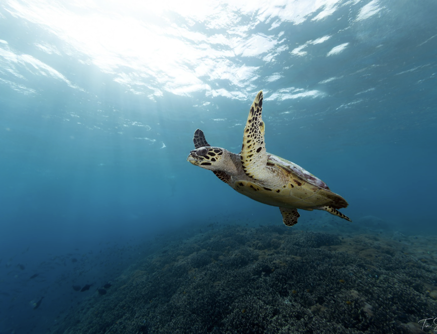 Green sea turtle swimming over a healthy coral reef in Bali during a scuba diving adventure with Jukung Dive Resort