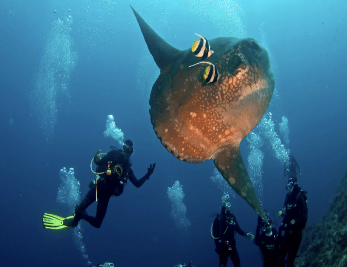 Scuba divers encounter a giant ocean sunfish (Mola Mola) at Nusa Penida, Bali during the annual diving season advanced open water