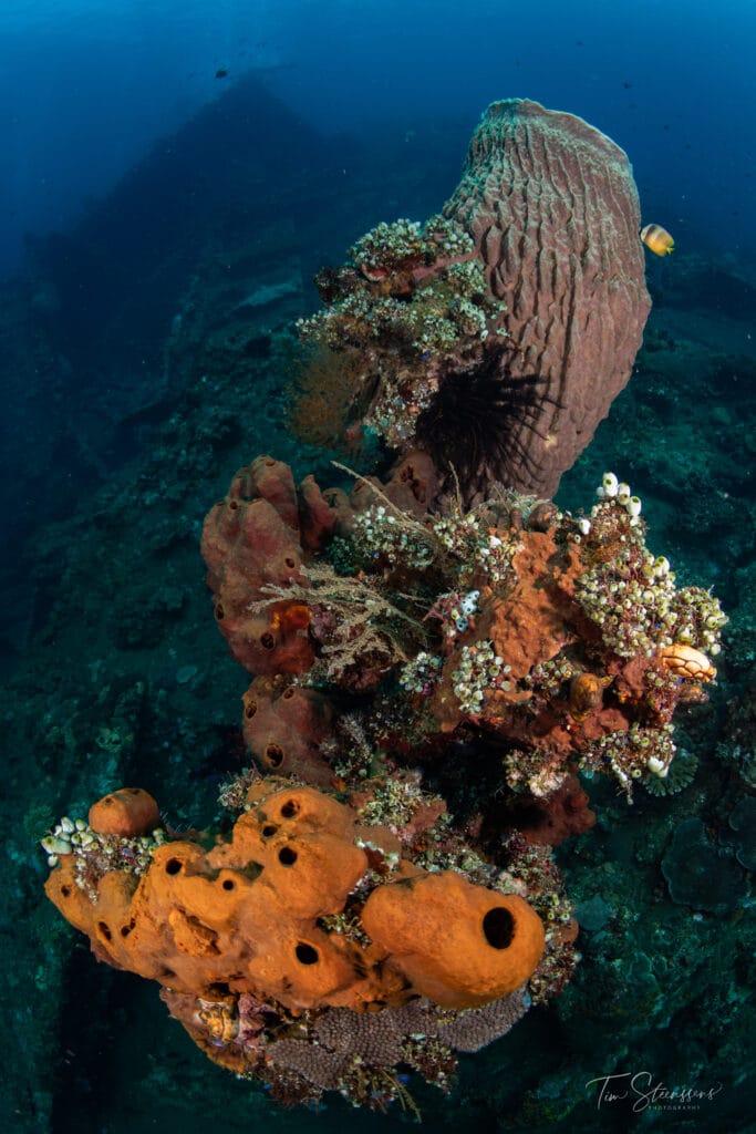 USAT Liberty Shipwreck in Amed, Bali covered in colourful coral and sponges during a scuba dive.