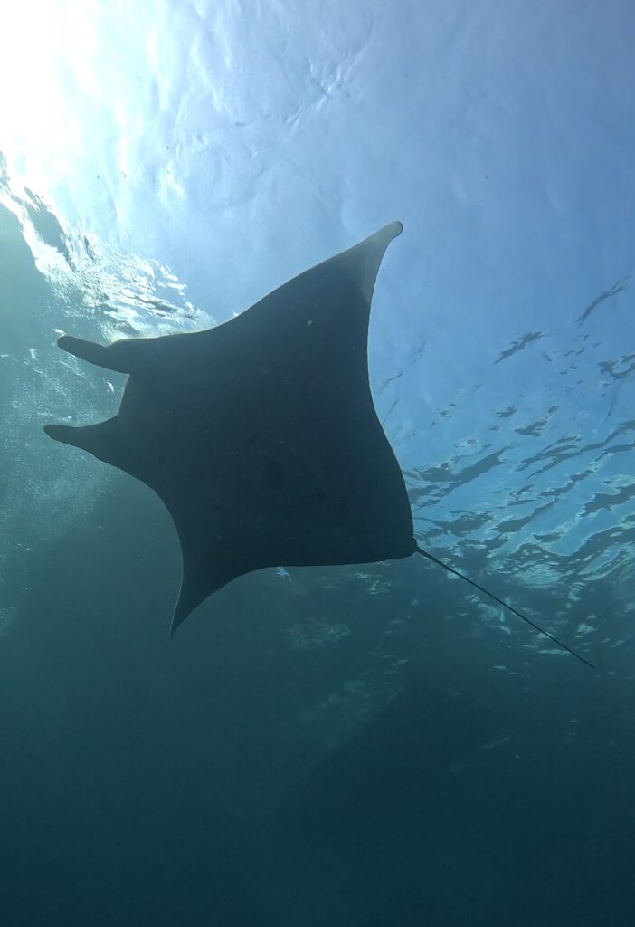 Manta Ray gliding overhead in Nusa Penida at Manta Point