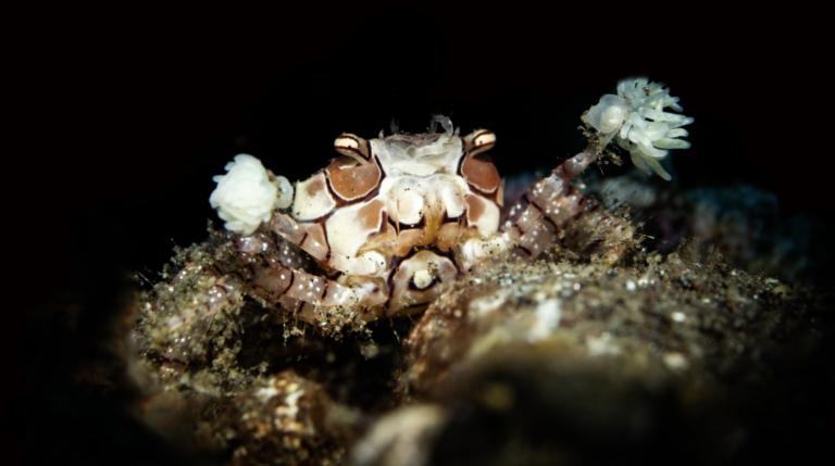 boxing crab macro life in Amed with Jukung Dive