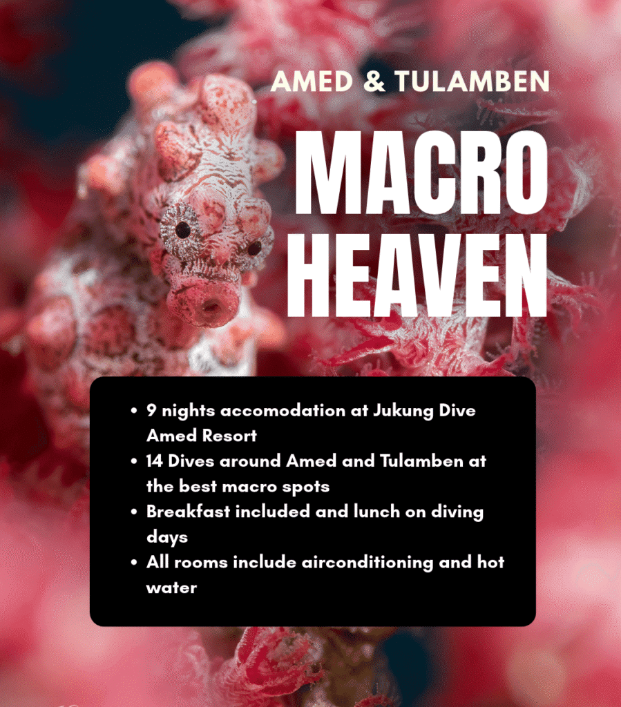 View Macro Heaven diving package – 9 nights and 14 dives exploring Amed and Tulamben’s macro life
