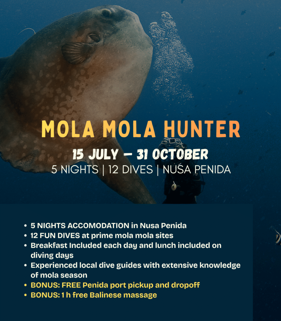 View Mola Mola Hunter diving package – 5 nights and 12 seasonal dives in Nusa Penida